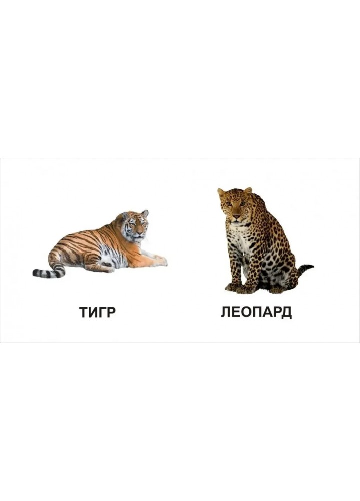 Карамелька : Звірята - ТАЛАНТ