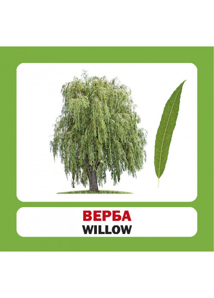Дерева України. Ukraine Trees. 17 карток. 9789669751898