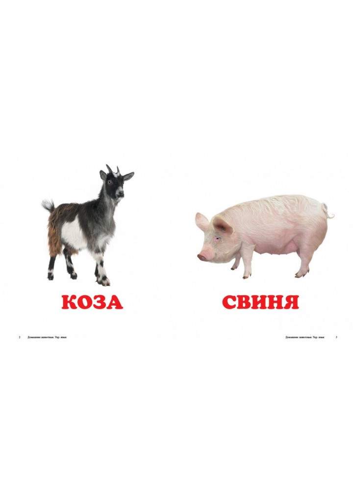 Навколишній світ для найменших. Свійські тварини. / ПЕГАС