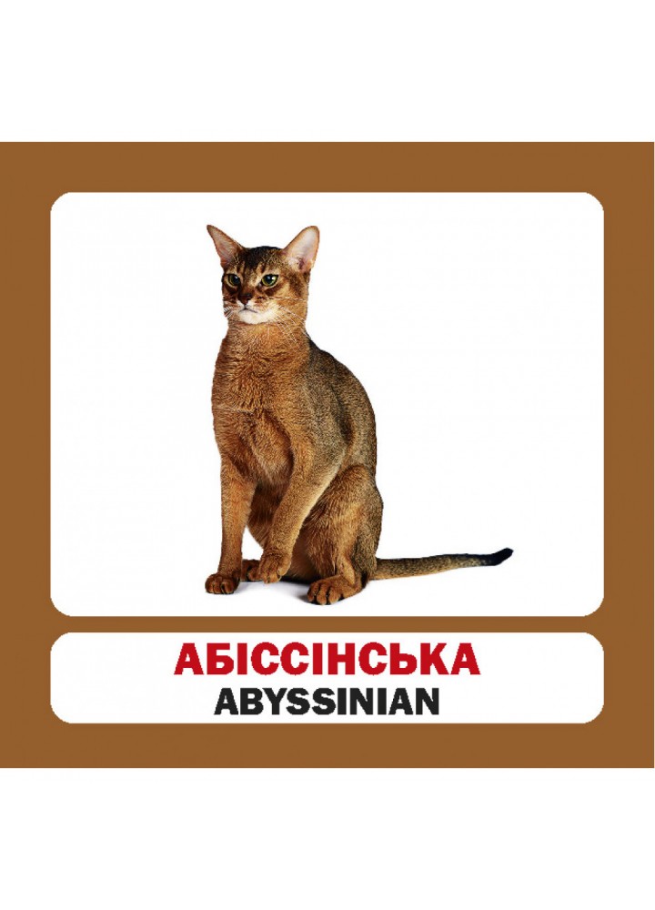 Коти. Cats. 17 карток. 9789669751874