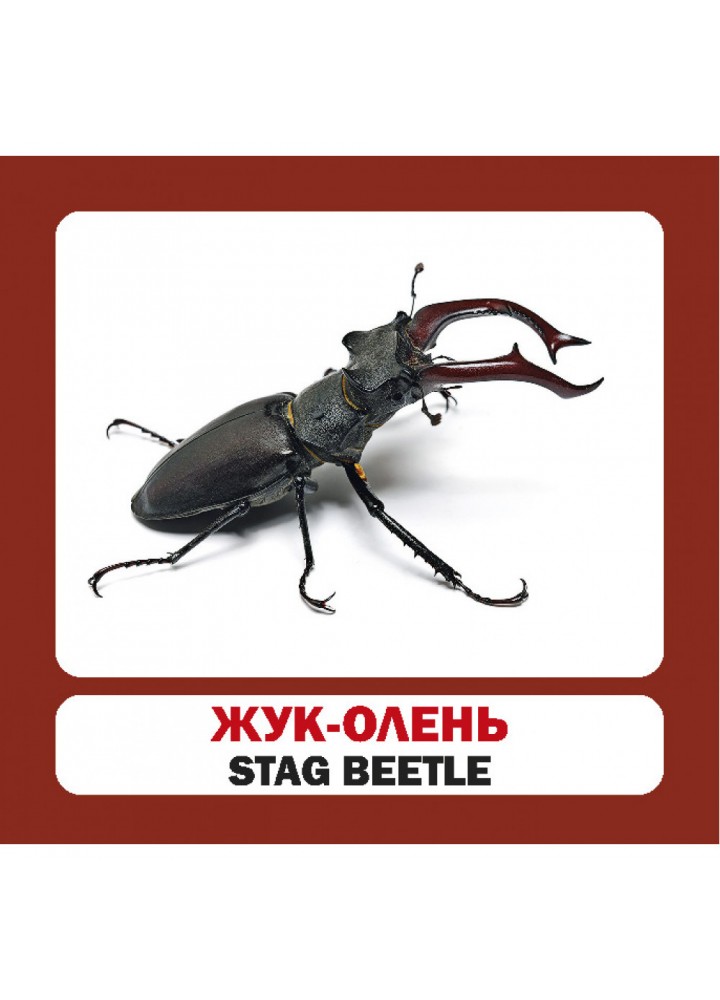 Комахи. Insects. 17 карток. 9789669751850