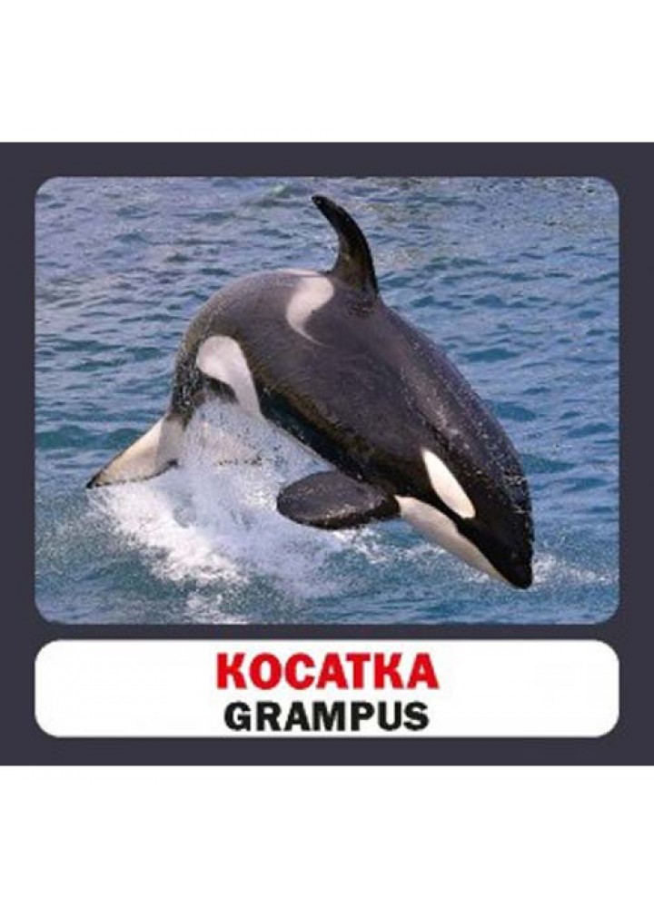 Мешканці морів і океанів. Marine Animals. 17 карток. 9786177360529