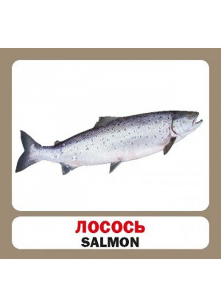 Риби. Fish. 17 карток. 9786177360536