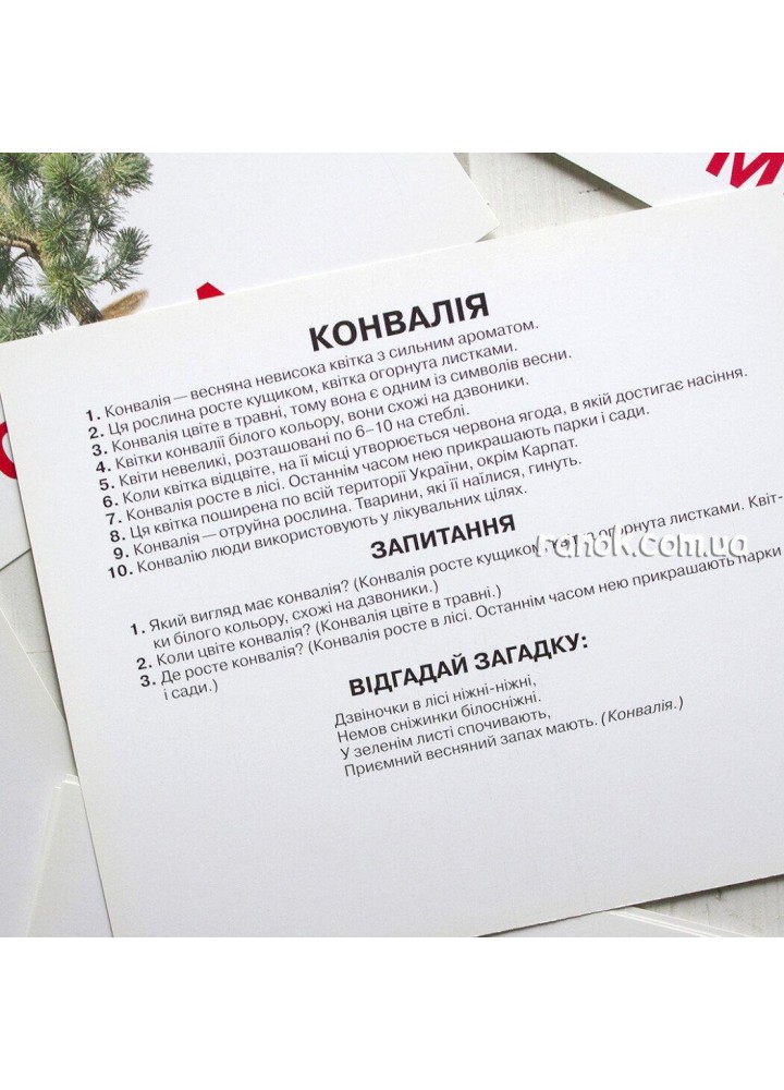 Геній з пелюшок. Рослини - РАНОК НП