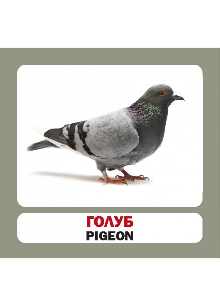 Птахи. Birds. 17 карток. 9786177360468